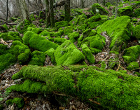 2017POWMarch29MossyBoulders950