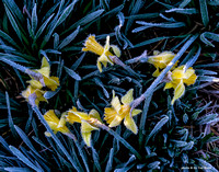 2017POWMarch3FrostDaffodils1000