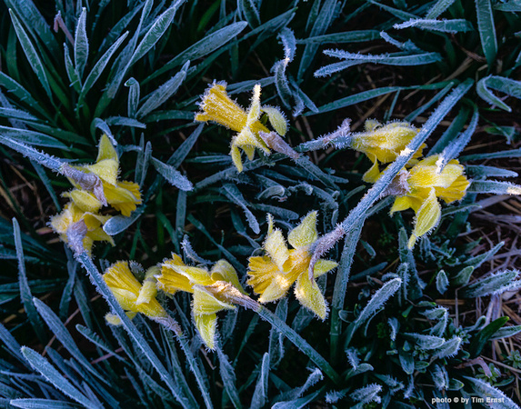 2017POWMarch3FrostDaffodils1000