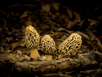 Morel mushrooms20x24