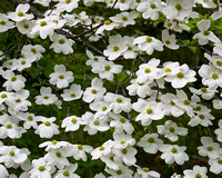 DogwoodBlossoms24x30