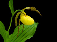 041916_0009ladyslipper1000